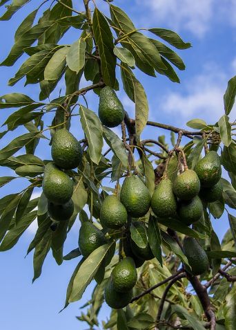 Avocado Plants — Browse 3 varieties